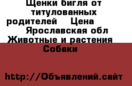 Щенки бигля от титулованных родителей. › Цена ­ 35 000 - Ярославская обл. Животные и растения » Собаки   